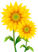 flowers & sunflower free transparent png image.