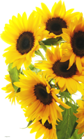 flowers & sunflower free transparent png image.