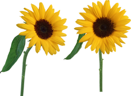 flowers & Sunflower free transparent png image.