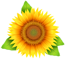 flowers & sunflower free transparent png image.