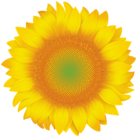 flowers & Sunflower free transparent png image.