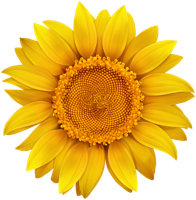 flowers & sunflower free transparent png image.