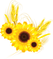 flowers & Sunflower free transparent png image.