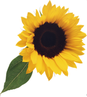 flowers & Sunflower free transparent png image.