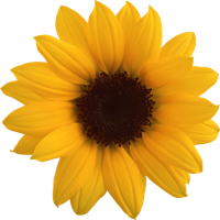 flowers & Sunflower free transparent png image.