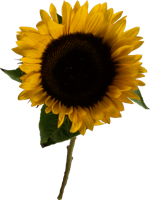 flowers & sunflower free transparent png image.