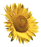 flowers & sunflower free transparent png image.