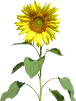 flowers & Sunflower free transparent png image.