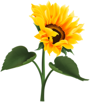 flowers & Sunflower free transparent png image.