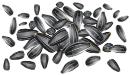 fruits&Sunflower seeds png image.