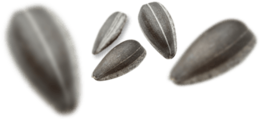 fruits & Sunflower seeds free transparent png image.