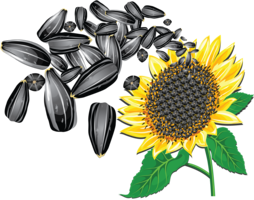 fruits & sunflower seeds free transparent png image.