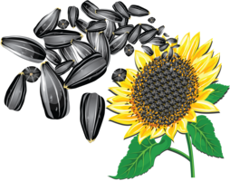 fruits & Sunflower seeds free transparent png image.