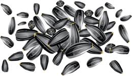 fruits & sunflower seeds free transparent png image.