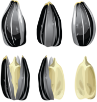 fruits & sunflower seeds free transparent png image.