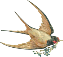 animals & swallow free transparent png image.