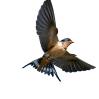 animals & Swallow free transparent png image.