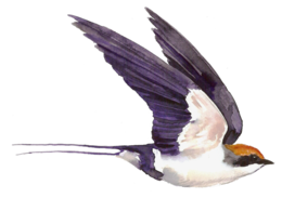 animals & Swallow free transparent png image.