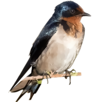 animals & swallow free transparent png image.