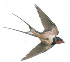 animals & Swallow free transparent png image.