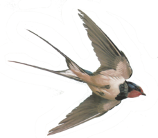 animals & swallow free transparent png image.