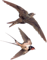 animals & Swallow free transparent png image.