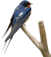 animals & Swallow free transparent png image.