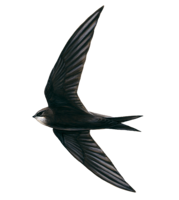 animals & swallow free transparent png image.