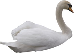 animals&Swan png image.