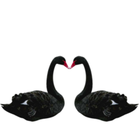 animals & Swan free transparent png image.