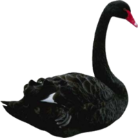 animals & Swan free transparent png image.