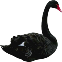 animals & swan free transparent png image.