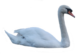 animals & swan free transparent png image.