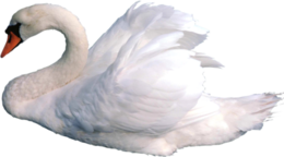 animals & Swan free transparent png image.