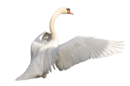 animals & Swan free transparent png image.