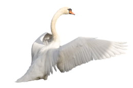 animals & swan free transparent png image.