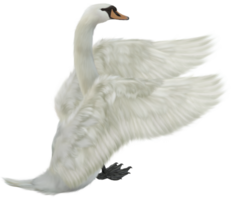 animals & Swan free transparent png image.