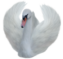 animals & swan free transparent png image.