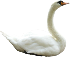 animals & Swan free transparent png image.