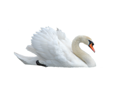 animals & swan free transparent png image.