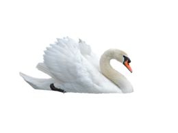 animals & Swan free transparent png image.