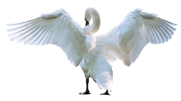 animals & Swan free transparent png image.