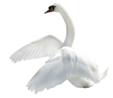 animals & swan free transparent png image.