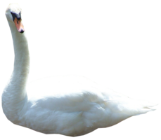 animals & swan free transparent png image.