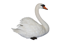 animals & swan free transparent png image.