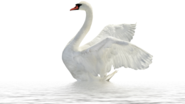 animals & swan free transparent png image.