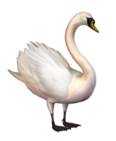 animals & Swan free transparent png image.