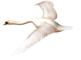 animals & swan free transparent png image.