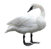 animals & swan free transparent png image.