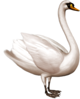 animals & Swan free transparent png image.